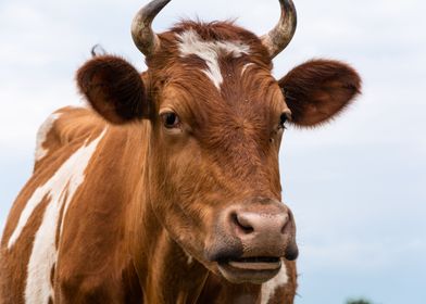 Beautiful brown cow