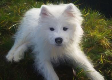 Samoyed Puppy