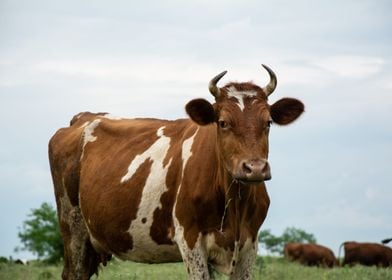 Beautiful cow