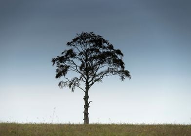 Coulston Tree Twilight