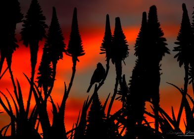 Aloe Sunset