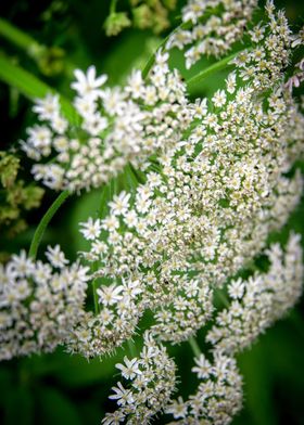 Wild Flowers of Essex