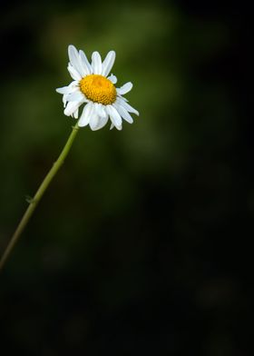 Wild Flowers of Essex