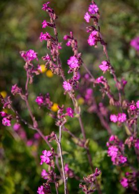 Wild Flowers of Essex