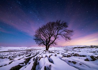 Lone Tree in Winter