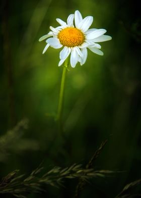 Wild Flowers of Essex