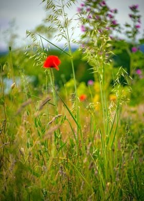 Wild Flowers of Essex