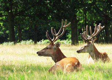 Deer in the grass