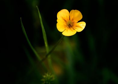 Wild Flowers of Essex