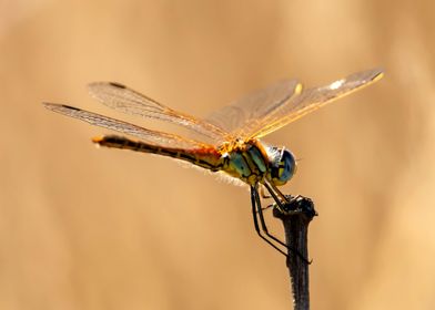 Red vein Darter