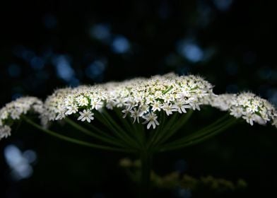 Wild Flowers of Essex