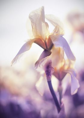 Iris flower