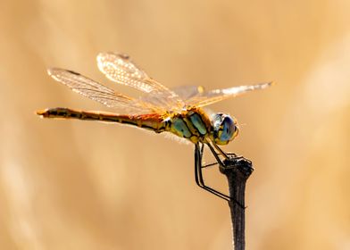 Red Vein Darter