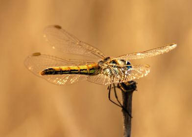 Red Vein Darter