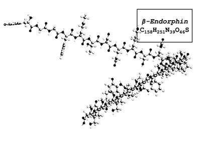 Beta Endorphin