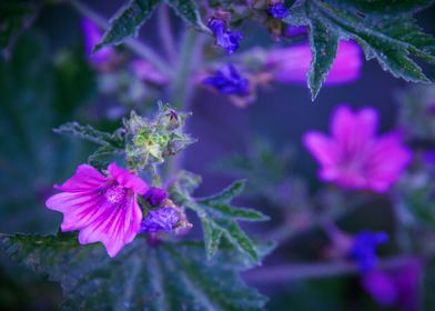 Wild Flowers of Essex