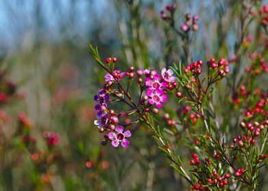 A Geraldton Wax Flower