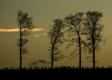 Trees at Golden Twilight