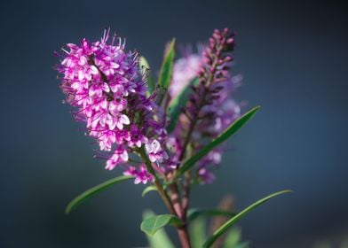 Purple Nature 