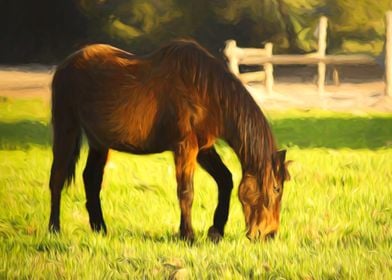 Horse Grazing