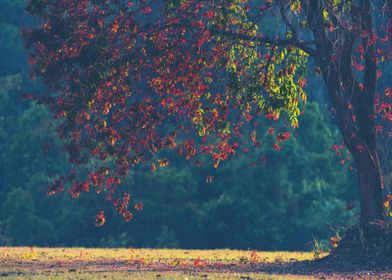 Tree in colourful autumn