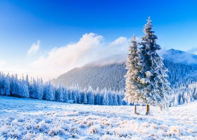 Snow covered tree winter