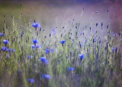 cornflower blue