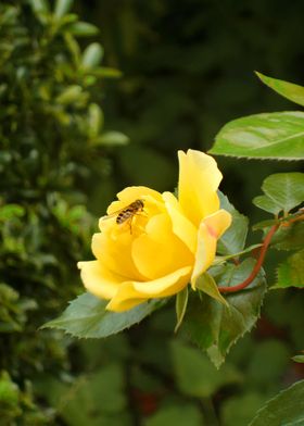 yellow rose and hoverfly