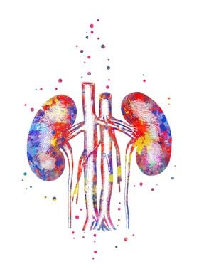 Kidney 