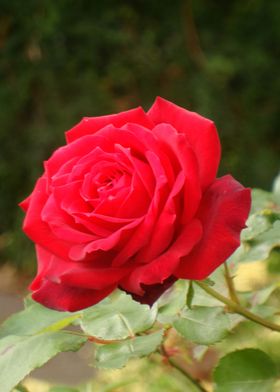 a single red rose 