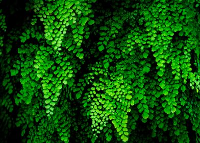 beautiful green fern