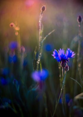 cornflower 1