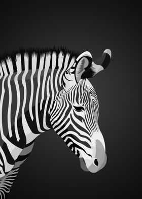 Zebra Illustration