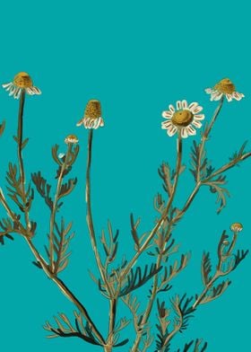 Chamomile flower plant