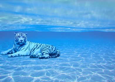 Underwater Tiger Surreal