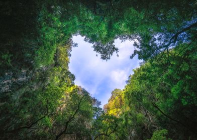 Heart of the rainforest 