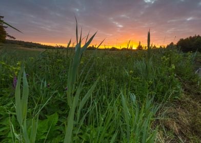 Agriculture Beams Beautifu