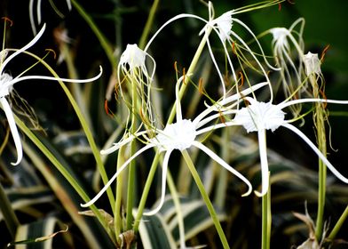 White Flowers