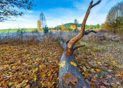 Autumn Autumnal Beautiful 