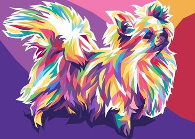 chihuahua long hair