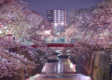 Sakura River