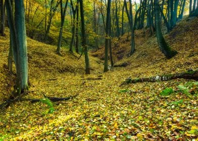 Autumn Autumnal Background