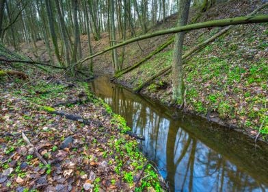 Natural Nature Park Marsh 