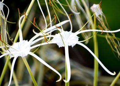 White Flowers