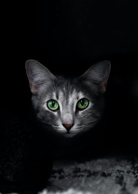 Grey Cat in the dark