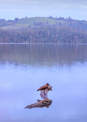 Bird sitting on boat