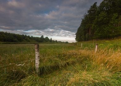 Grass Nature Field Sunligh