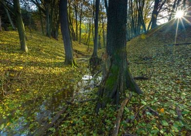 Autumn Autumnal Background