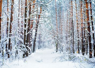 Chill Cold Footpath Forest