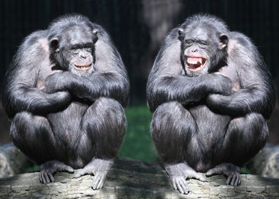 Two Apes Chilling